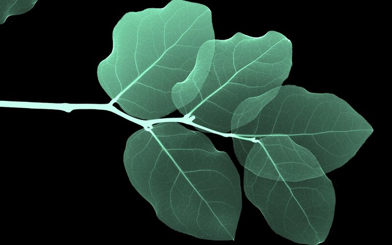 X-ray of a leafy branch