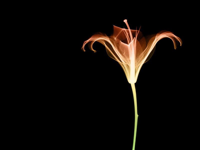 X-ray of a lily flower