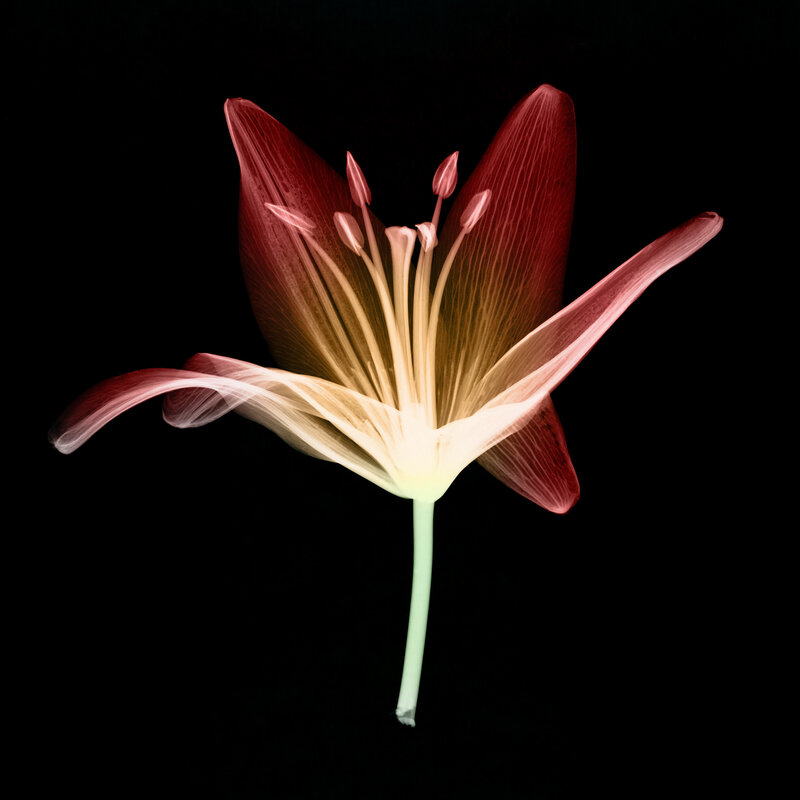 X-ray of a lily flower