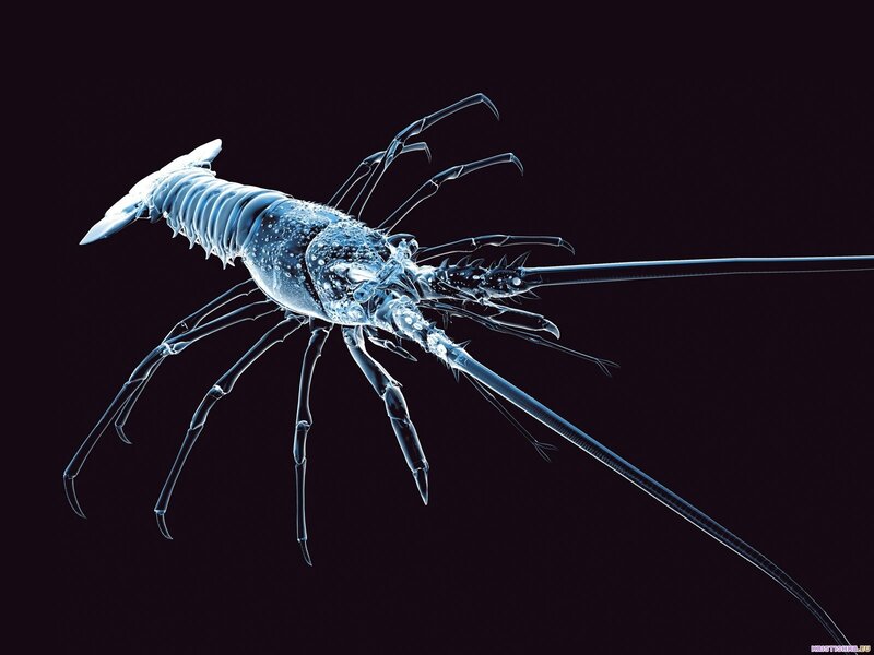 X-ray of a lobster