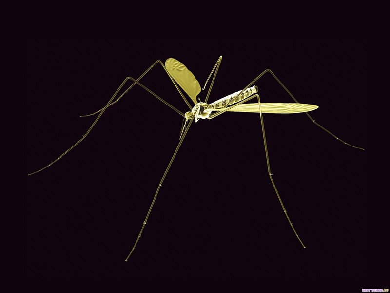 X-ray of a mosquito