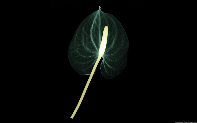 X-ray of a peace lily flower
