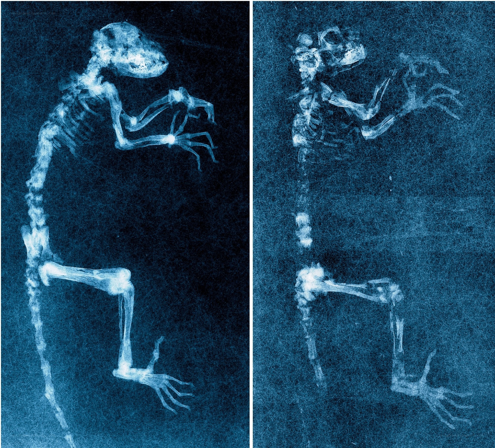 X-ray of a primate skeleton