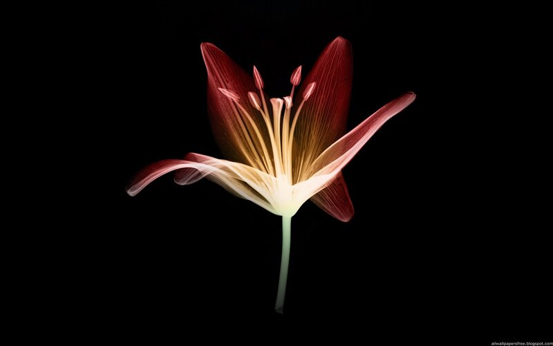 x-ray of a red lily