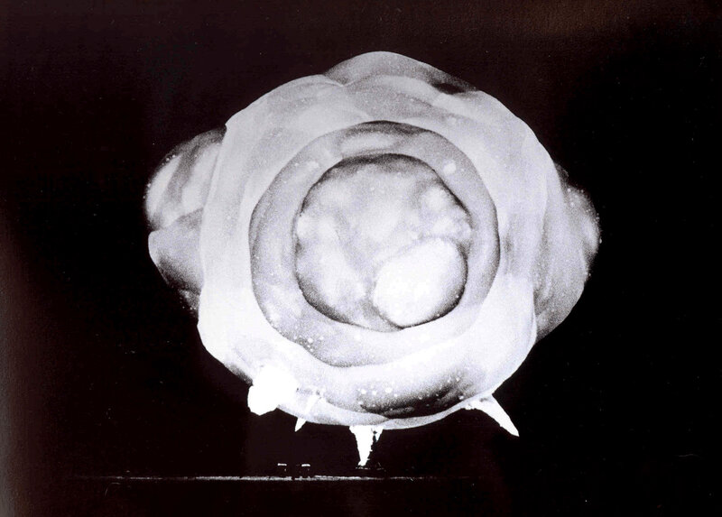 X-ray of a rose