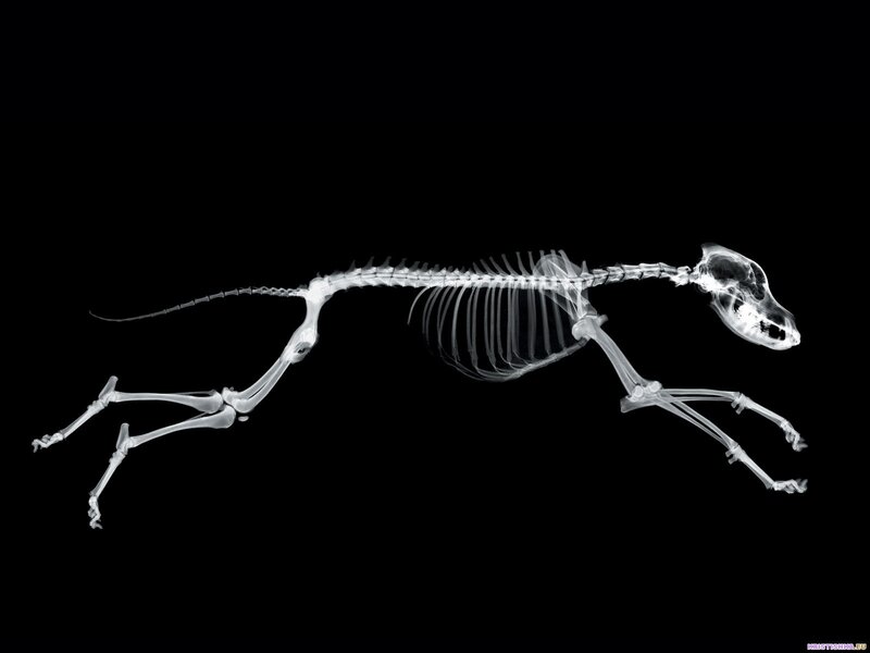 X-ray of a running dog skeleton