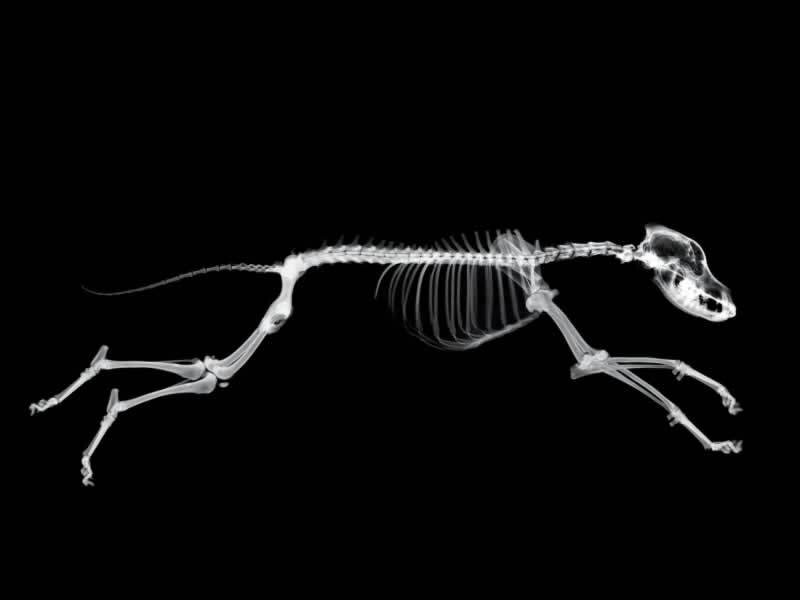 X-ray of a running dog skeleton