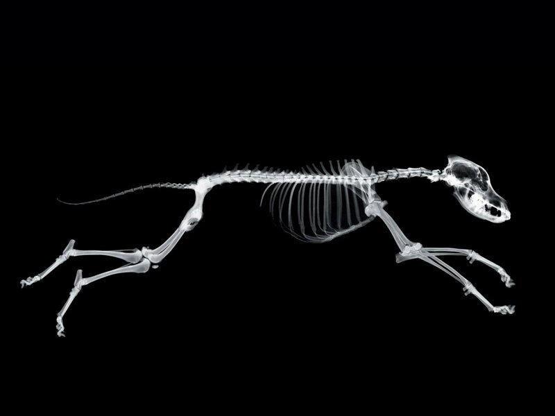 X-ray of a running dog skeleton