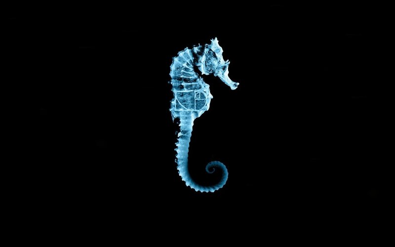 X-ray of a seahorse