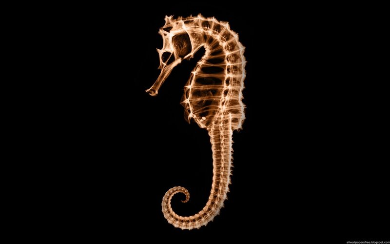 X-ray of a seahorse
