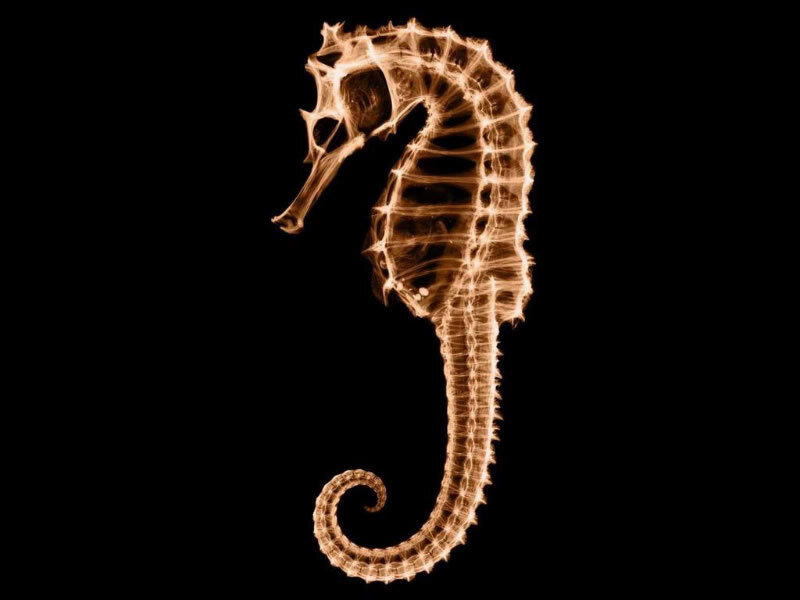 X-ray of a seahorse