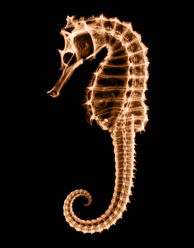 X-ray of a seahorse