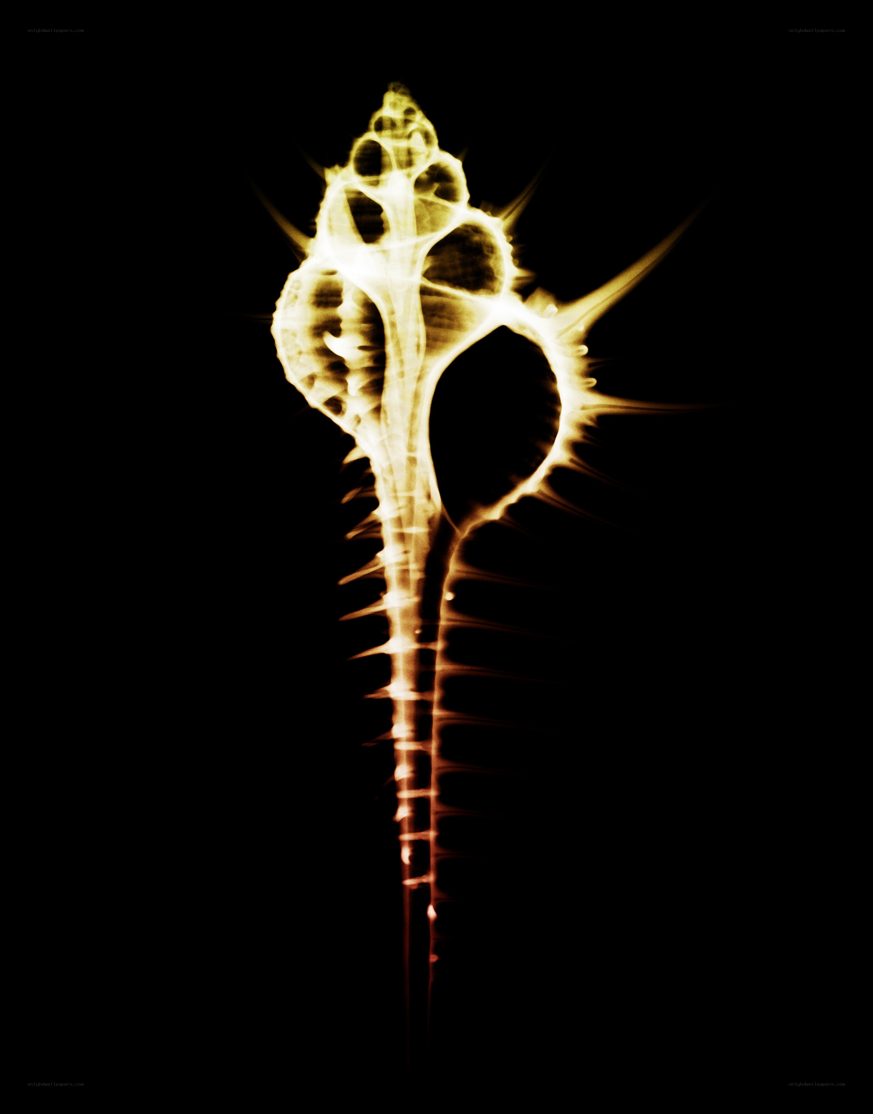 X-ray of a seashell