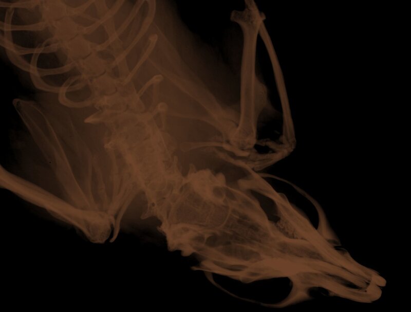 X-ray of a small animal skeleton