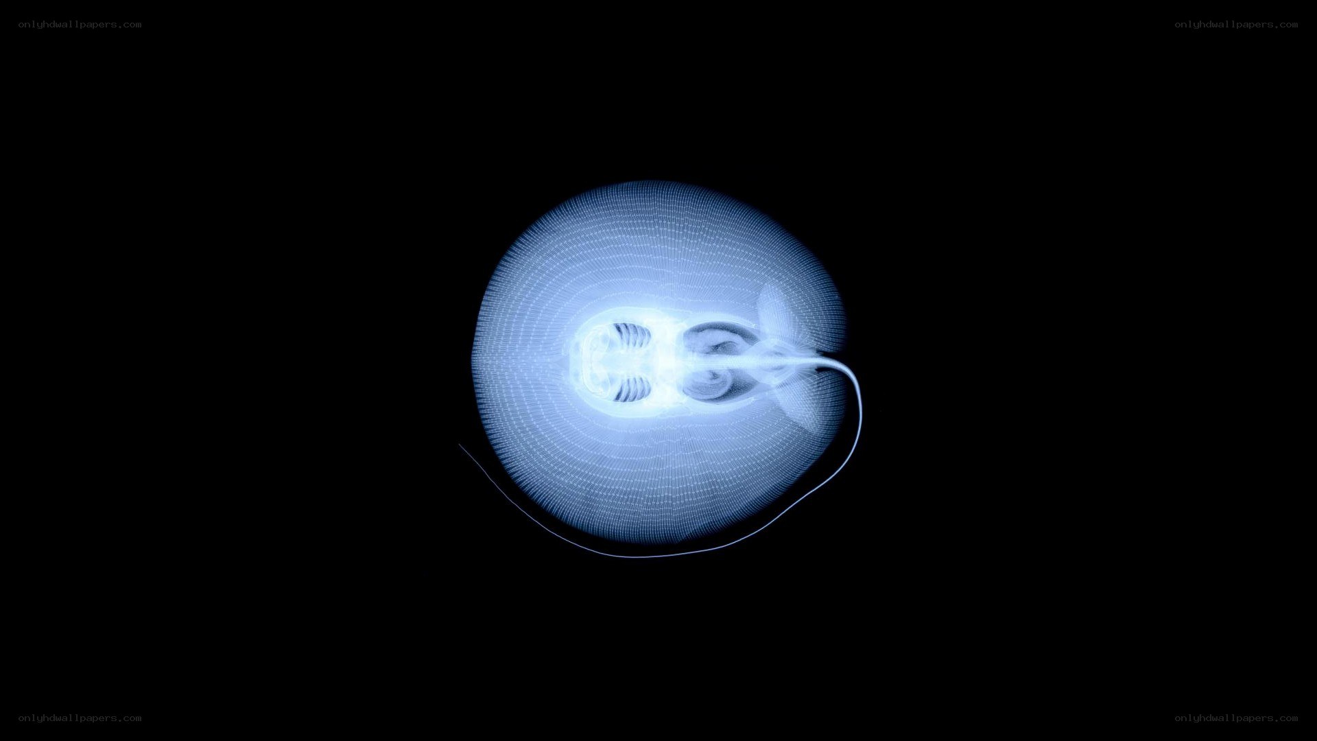 X-ray of a stingray