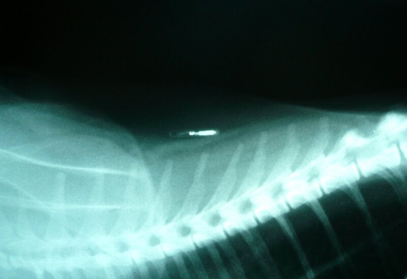 X-ray of Animal Ribcage
