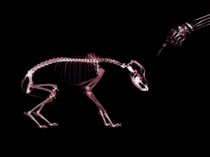 X-ray of animal skeleton