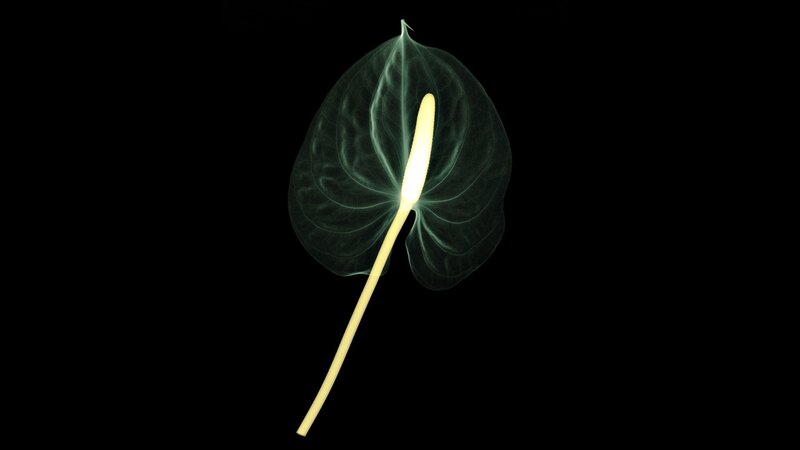 X-ray of anthurium flower