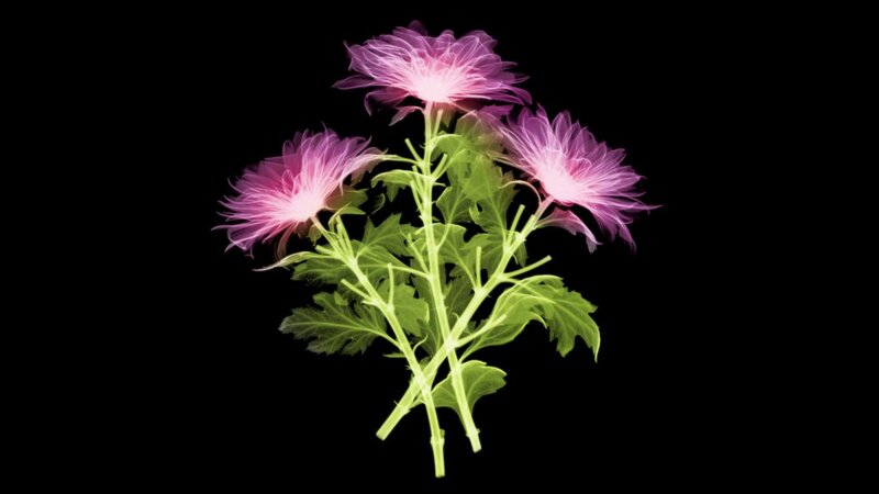 X-ray of Chrysanthemum Flowers
