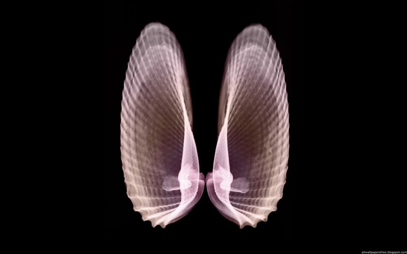 X-ray of clam shells