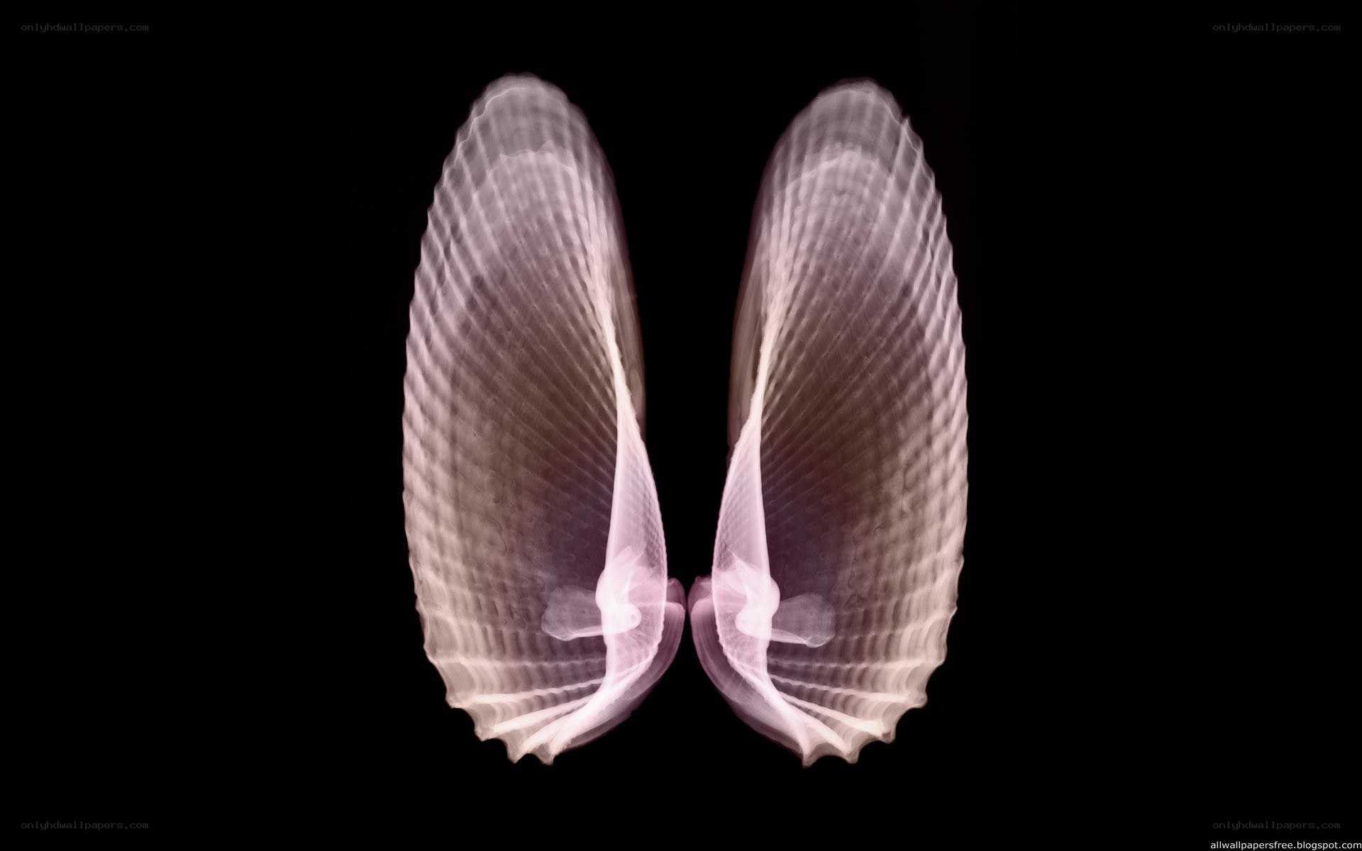 X-ray of clam shells