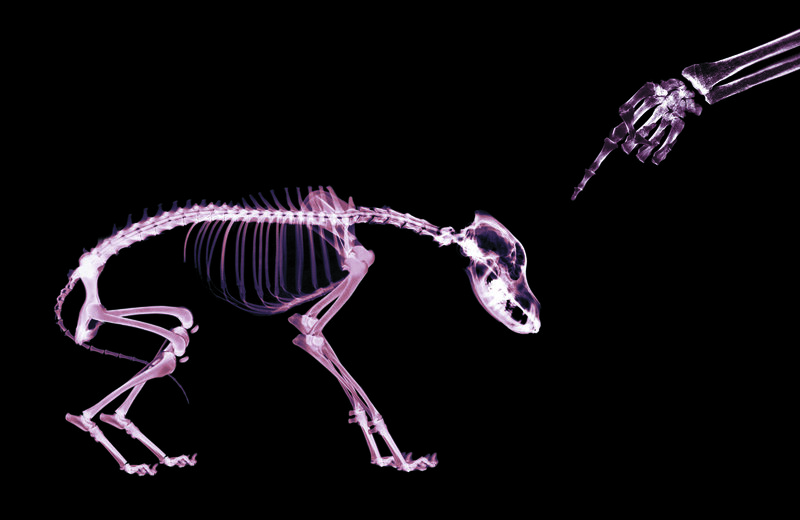 X-ray of dog skeleton