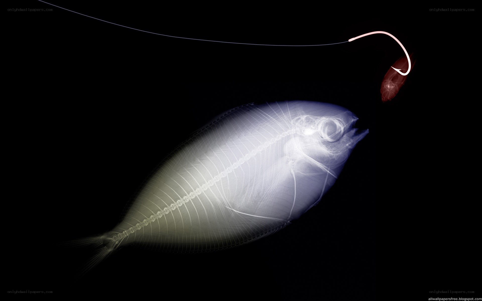 X-ray of fish on hook