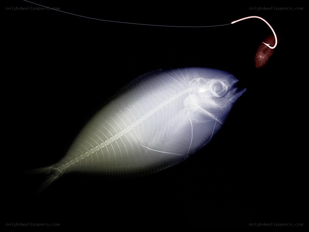 X-ray of fish on hook
