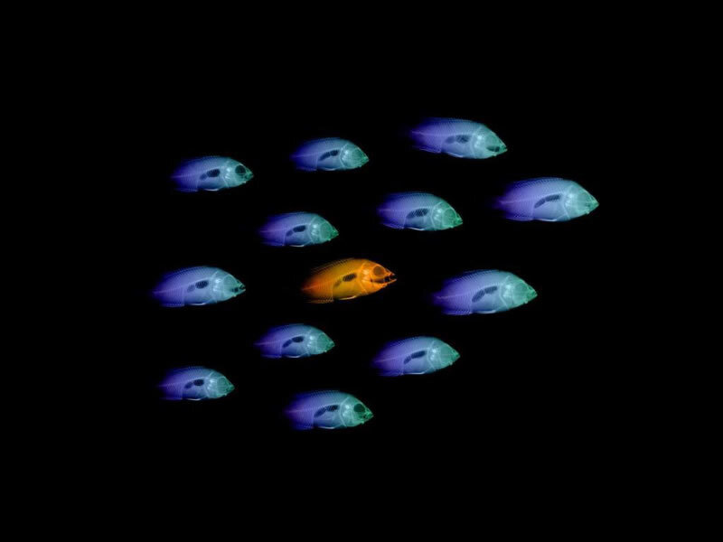 X-ray of fish school