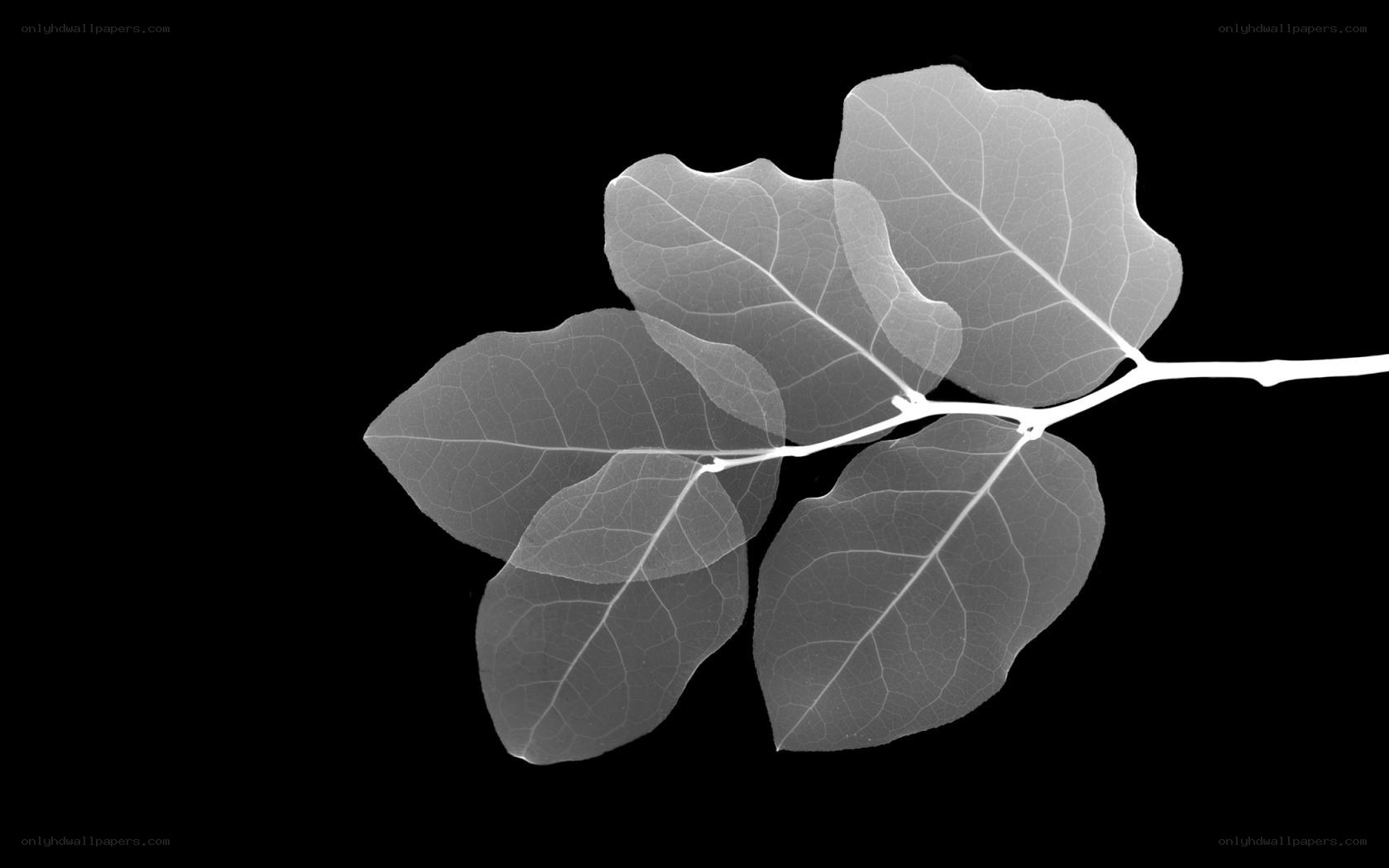 X-ray of leaf branch