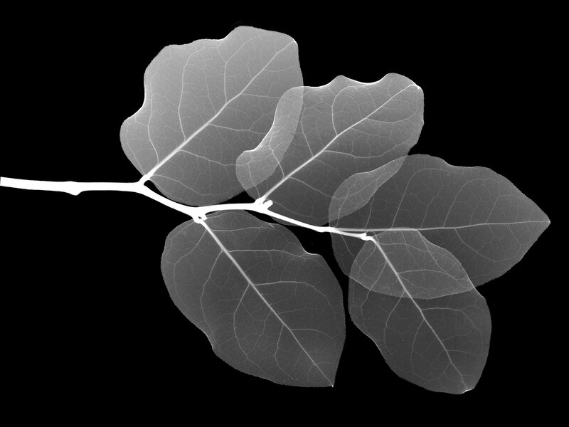 X-ray of Leafy Branch — Black