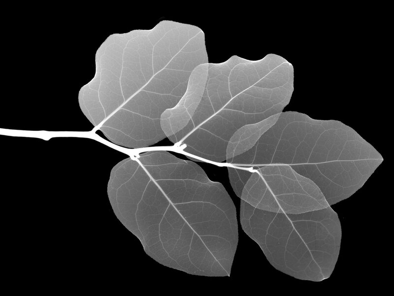 X-ray of leaves on a branch