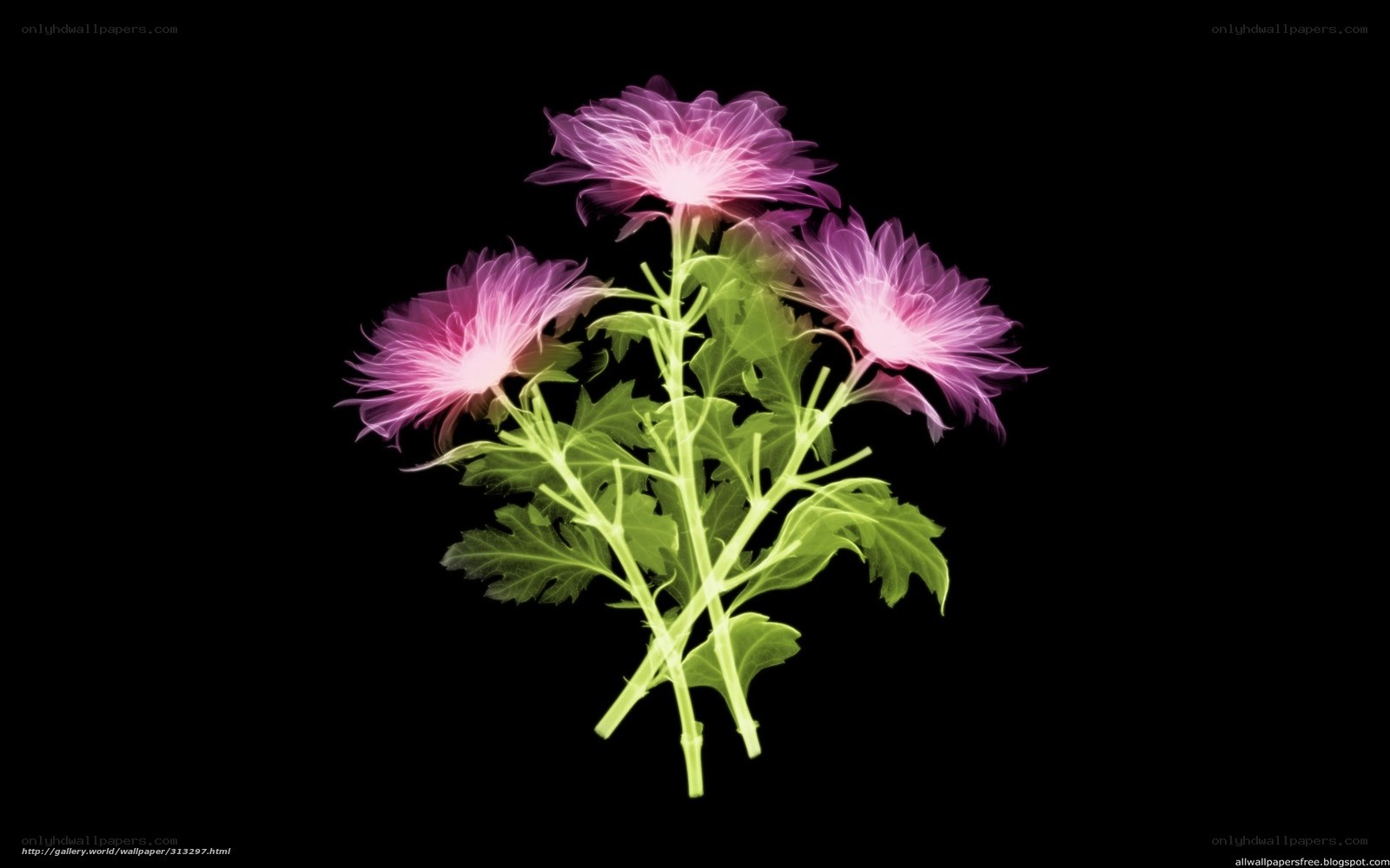 X-ray of pink chrysanthemums