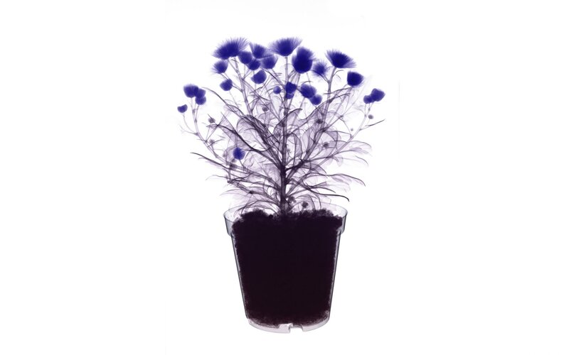 X-ray of potted plant