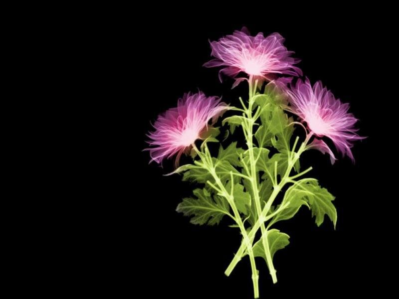 X-ray of purple chrysanthemums