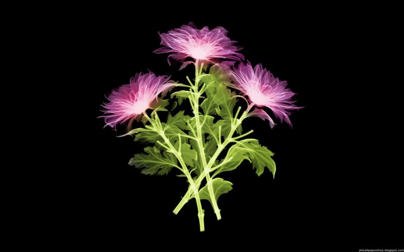 X-ray of purple flowers