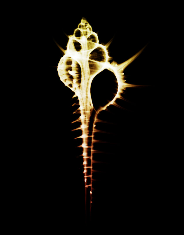 X-ray of Seashell