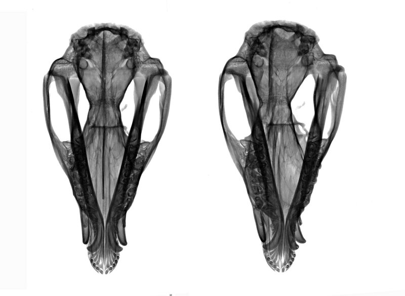 X-ray of two animal skulls