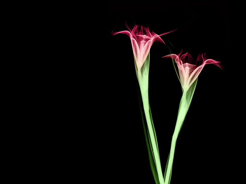 X-ray of two flowers
