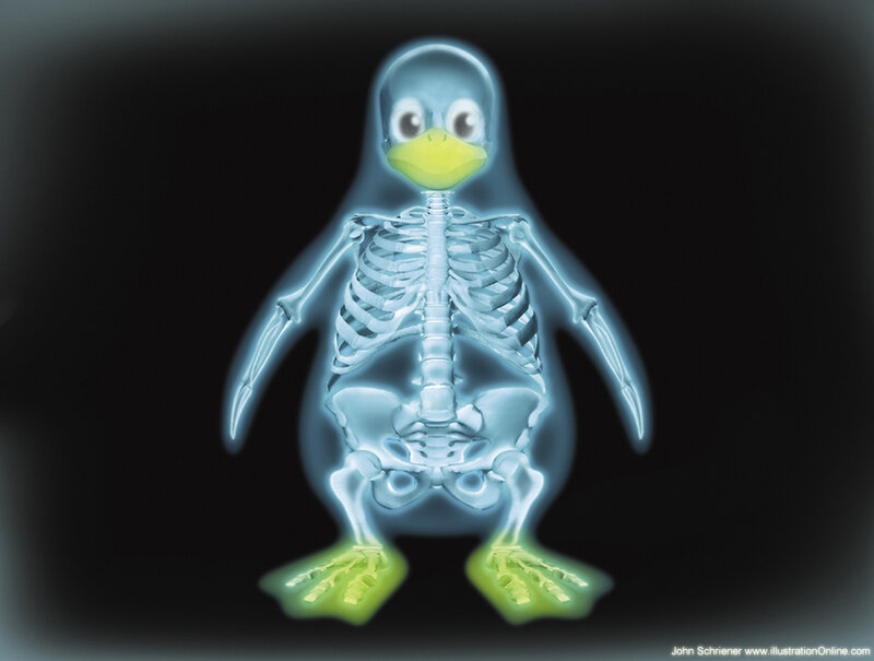 X-ray penguin skeleton