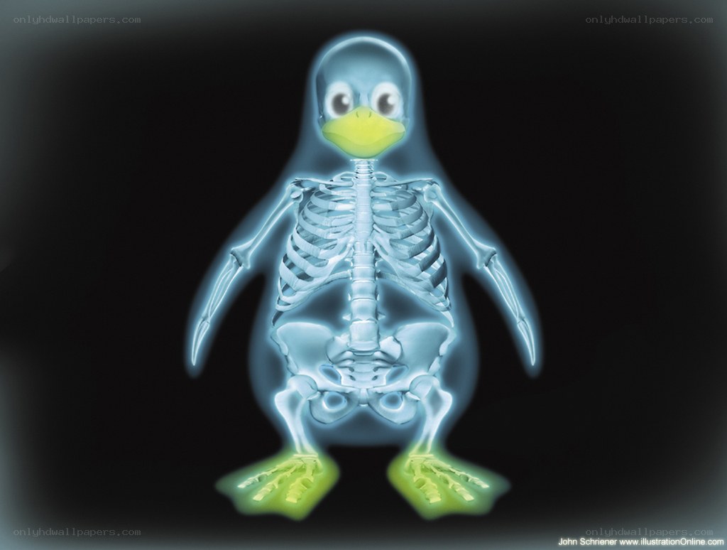 X-ray penguin skeleton