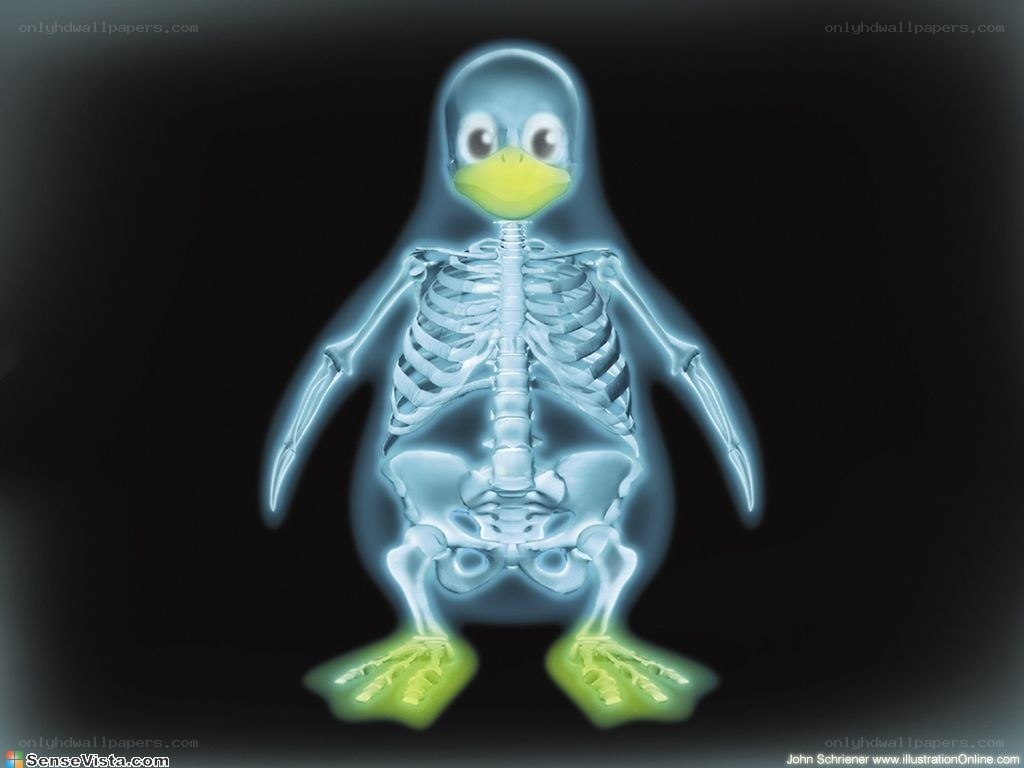 X-ray penguin skeleton