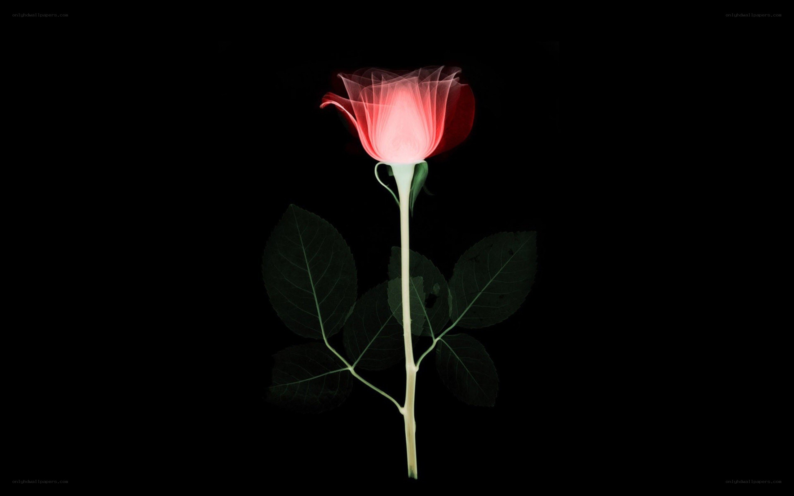 X-ray rose on black