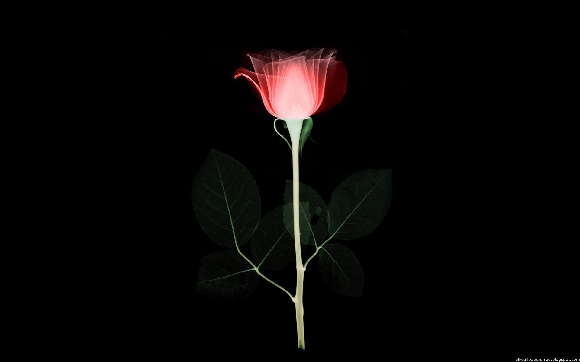 X-ray rose on black