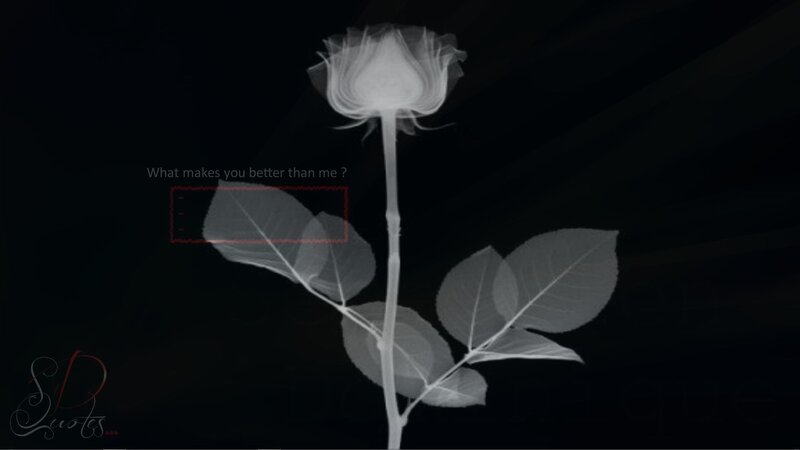 X-ray rose with quote