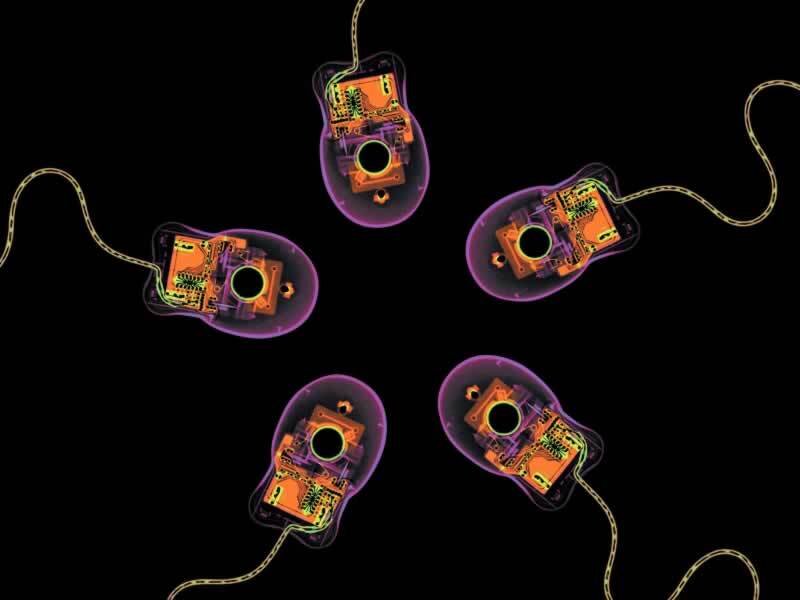 X-ray view of computer mice