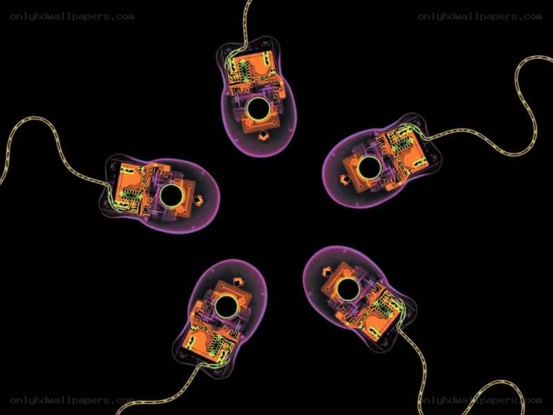 X-ray view of computer mice