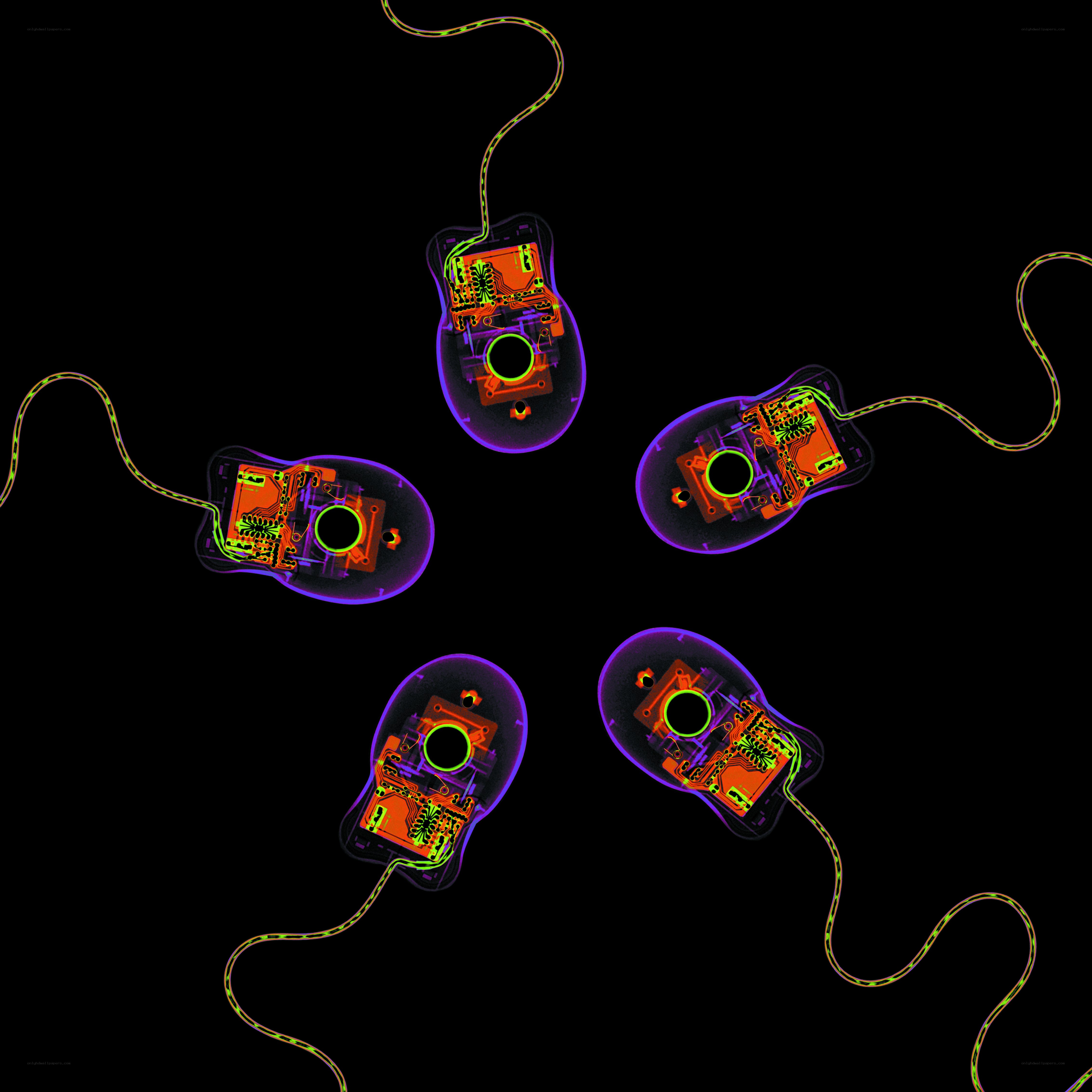 X-ray view of computer mice