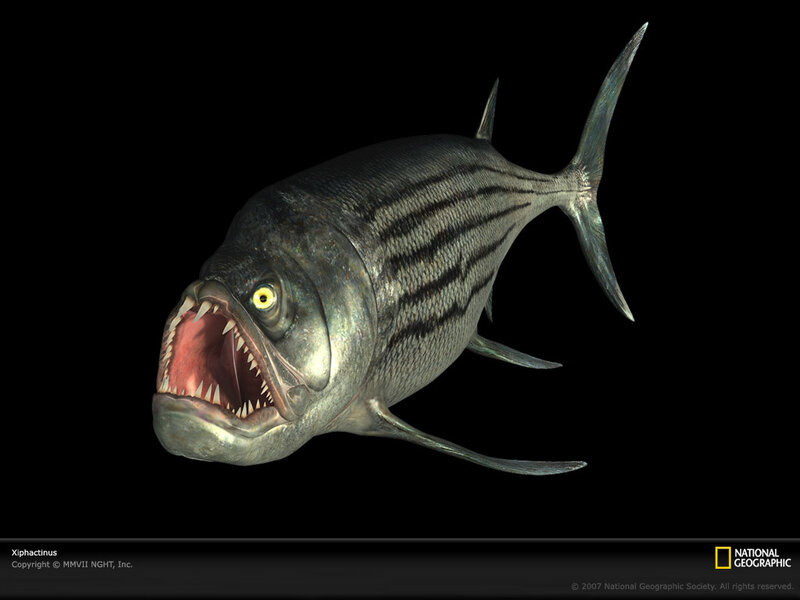 Xiphactinus prehistoric fish