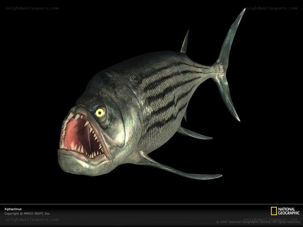 Xiphactinus prehistoric fish